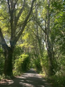Kártyás erdőfürdőzés Győr és Győrújbarát