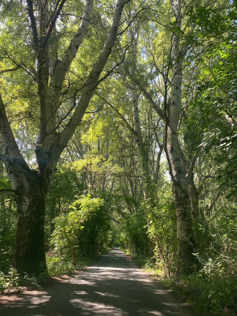 Kártyás erdőfürdőzés Győr és Győrújbarát